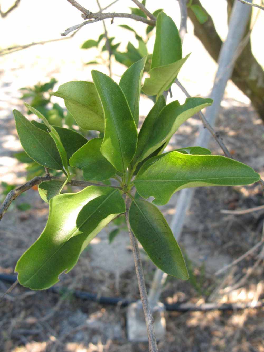            Shade leaves (Winter Haven, FL)   
